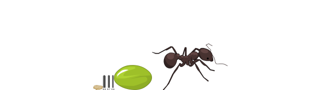 Ant