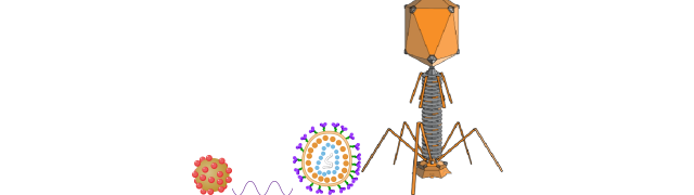 Bacteriophage