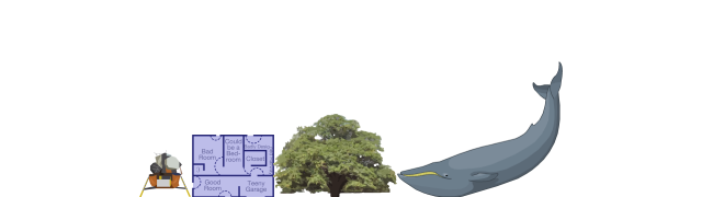 Blue Whale
