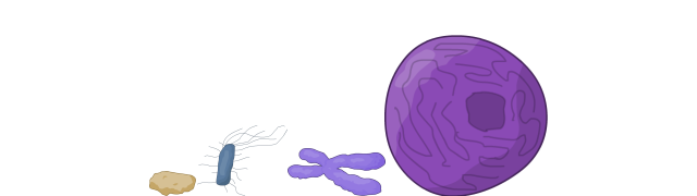 Cell Nucleus