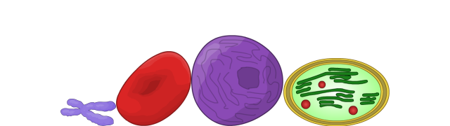 Chloroplast