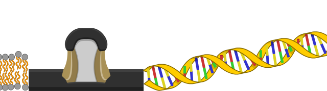 DNA