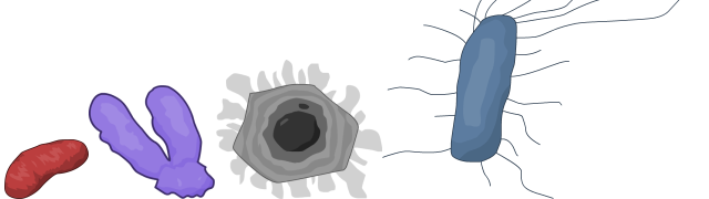 E. coli