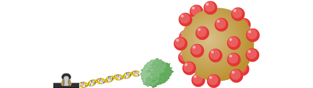 Hepatitis B Virus