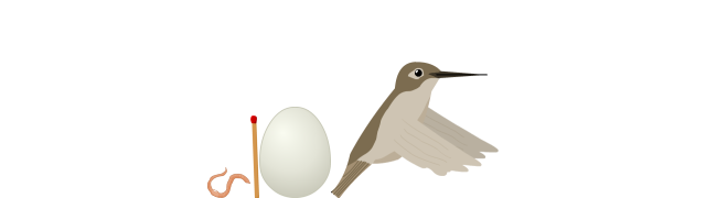 Hummingbird