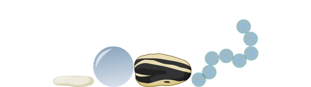 Largest Bacteria