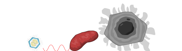 Largest Virus