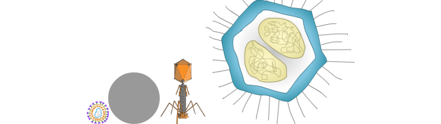Mimivirus