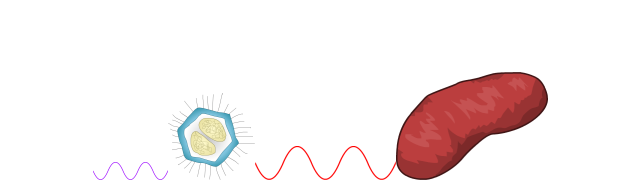 Mitochondrion