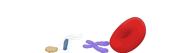 Red Blood Cell