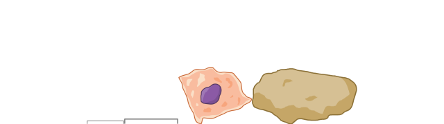 Silt Particle