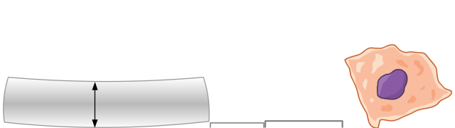 Skin Cell