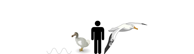 Wandering Albatross