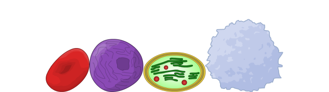 White Blood Cell