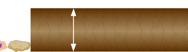 Width of Human Hair