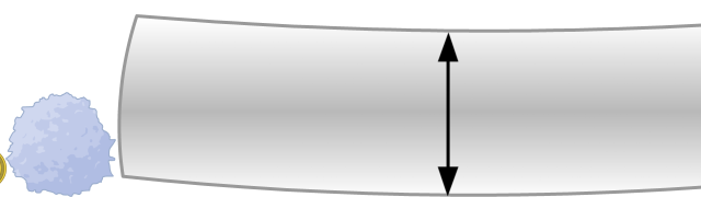Width of Silk Fiber