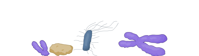 X Chromosome