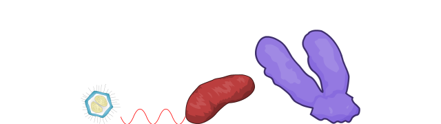 Y Chromosome